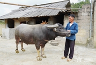Son Vi commune rises from difficulties